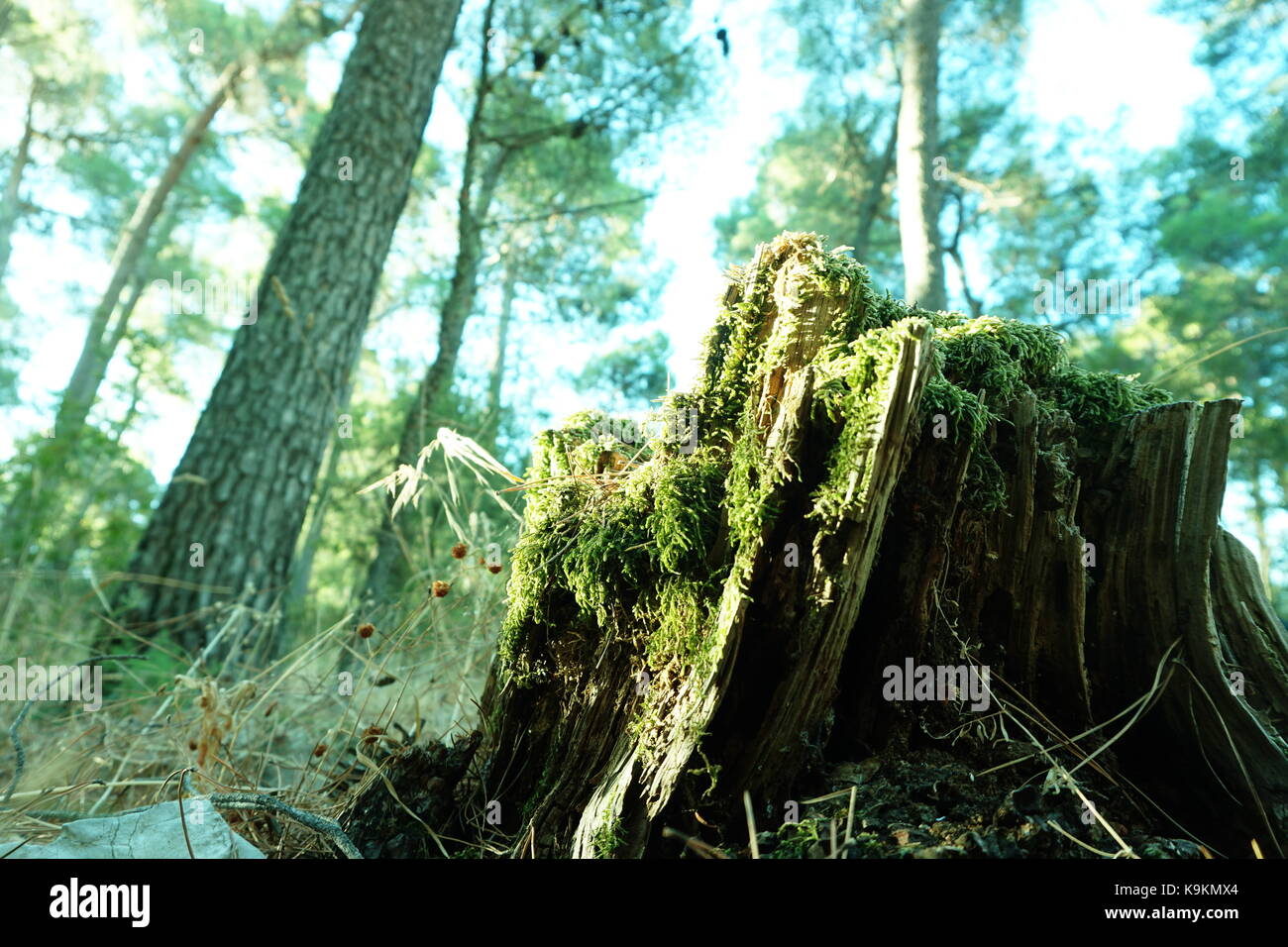 nature Banque D'Images