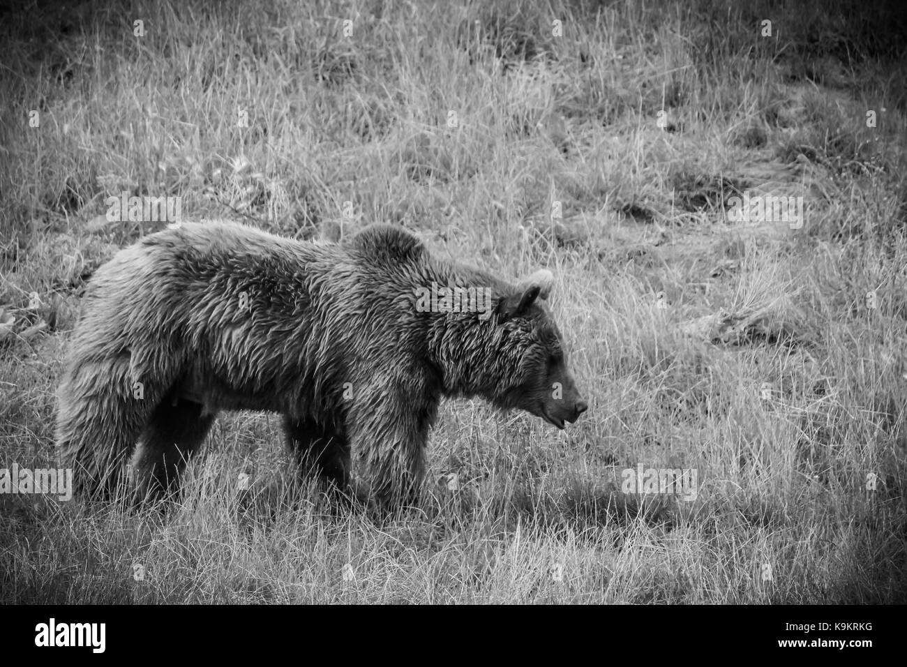 La marche de l'ours brun dans le Parc Naturel de Cabarceno, Cabarceno, Cantabria, Espagne. Banque D'Images