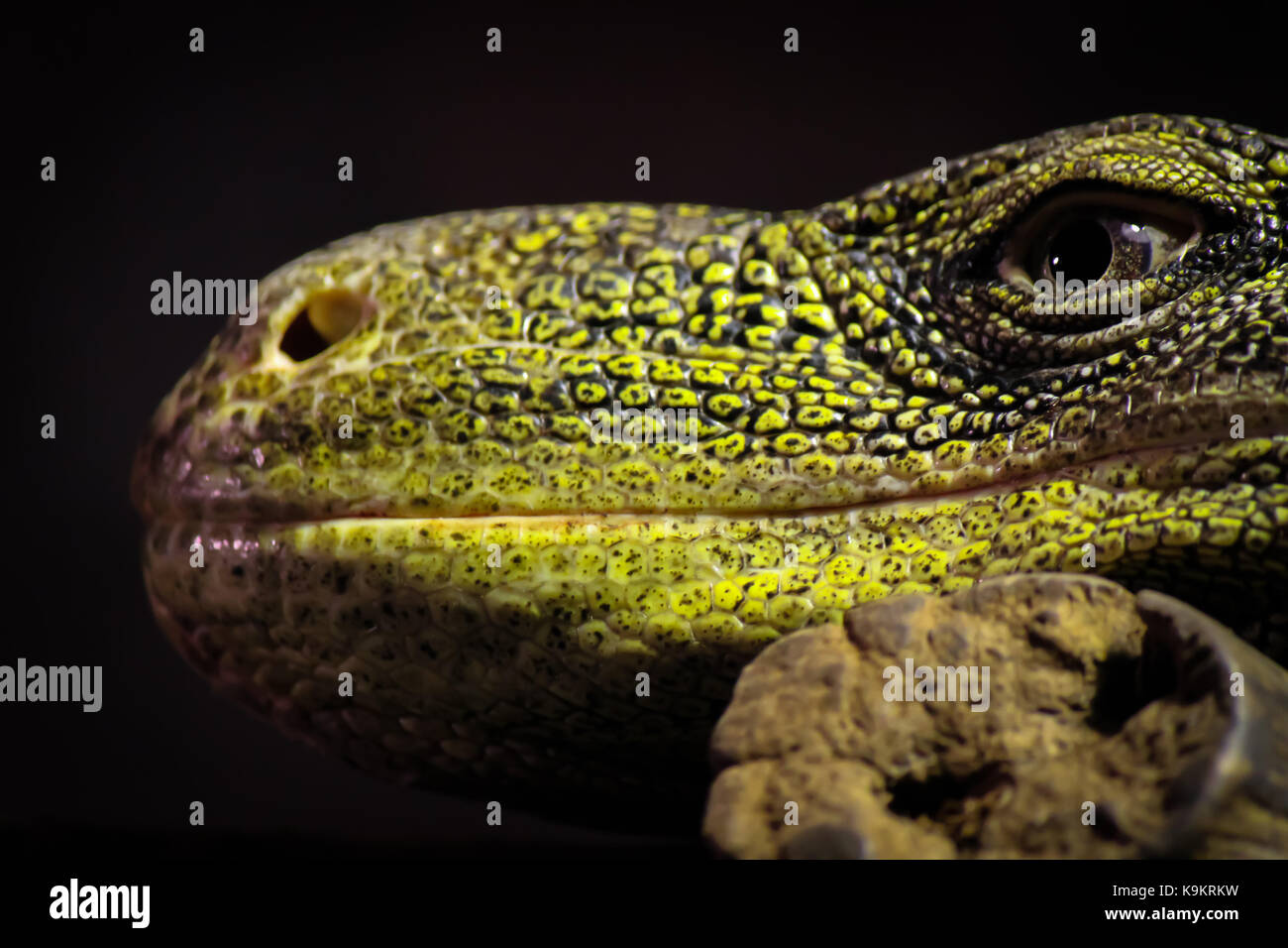 Dragon de Komodo vous détendre dans un arbre de zoo aquarium de Madrid, Espagne. Banque D'Images