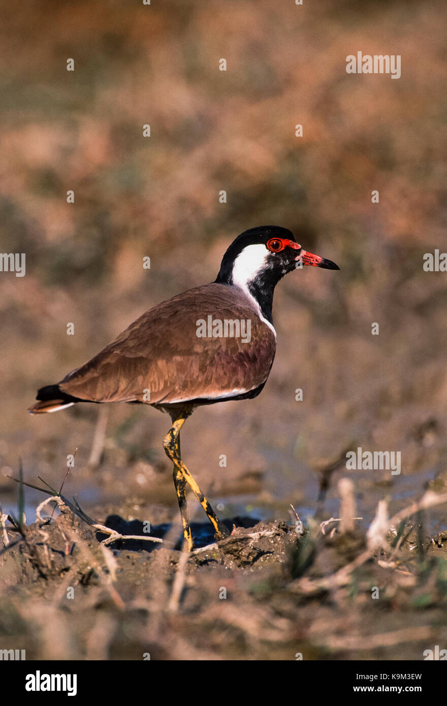 Red-réorganisation, sociable (vanellus indicus), keoaldeo ghana national park, bharatpur, Rajasthan, Inde Banque D'Images