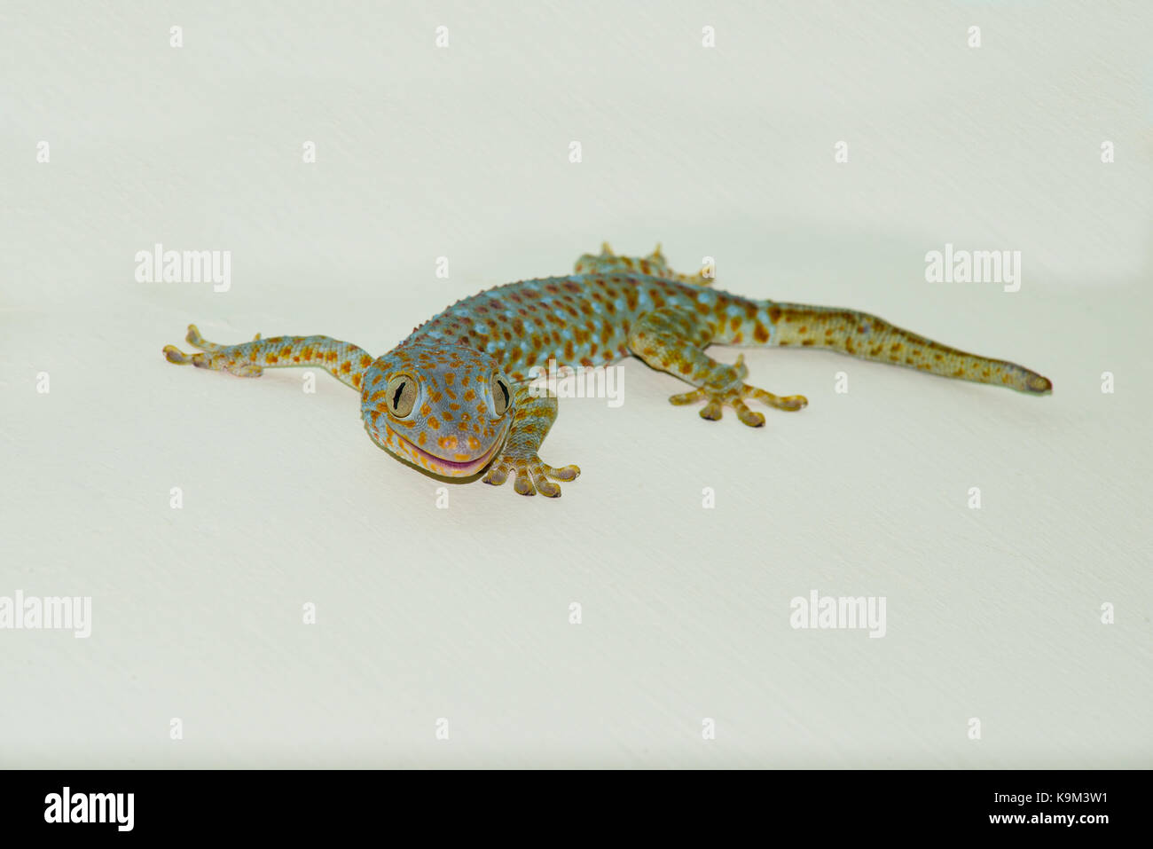 Un jeune Gecko Tokay sur le mur d'une maison à Bali, Indonésie. Ce coup de tête de tout le corps rend l'animal ressemblant à smiling Banque D'Images