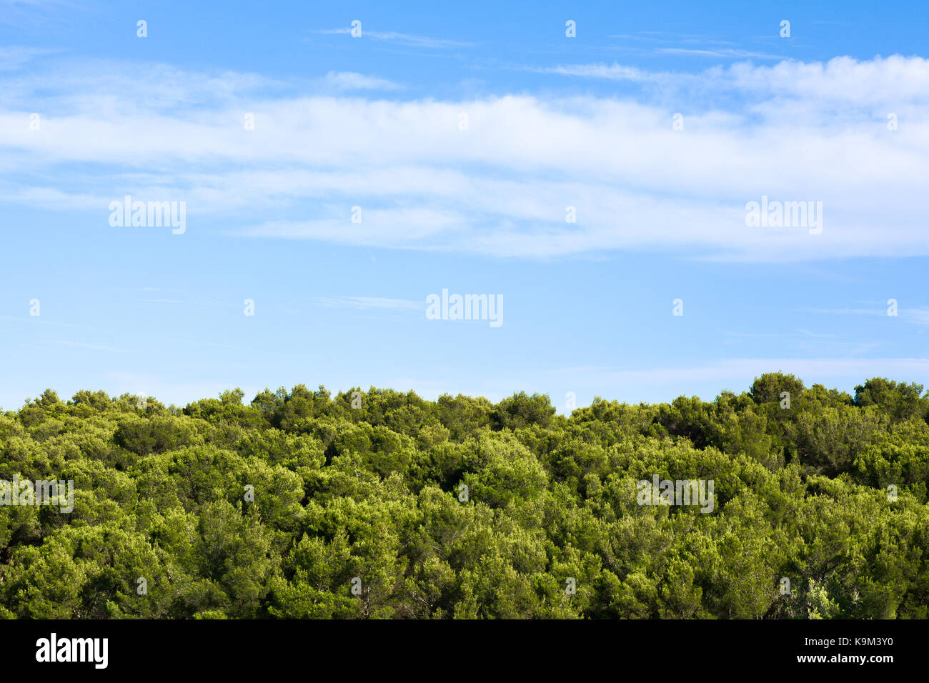 Vue sur bois verts et ciel bleu, Pouilles, Italie Banque D'Images