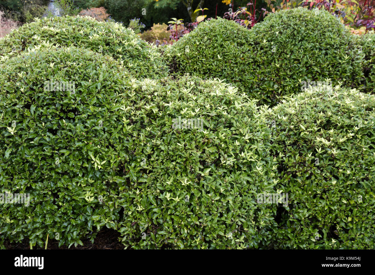 Des monticules de Compact feuillage persistant de l'arbuste Pittosporum tenuifolium hardy, 'Pom Pom' Banque D'Images