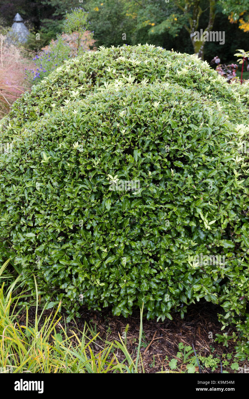 Des monticules de Compact feuillage persistant de l'arbuste Pittosporum tenuifolium hardy, 'Pom Pom' Banque D'Images