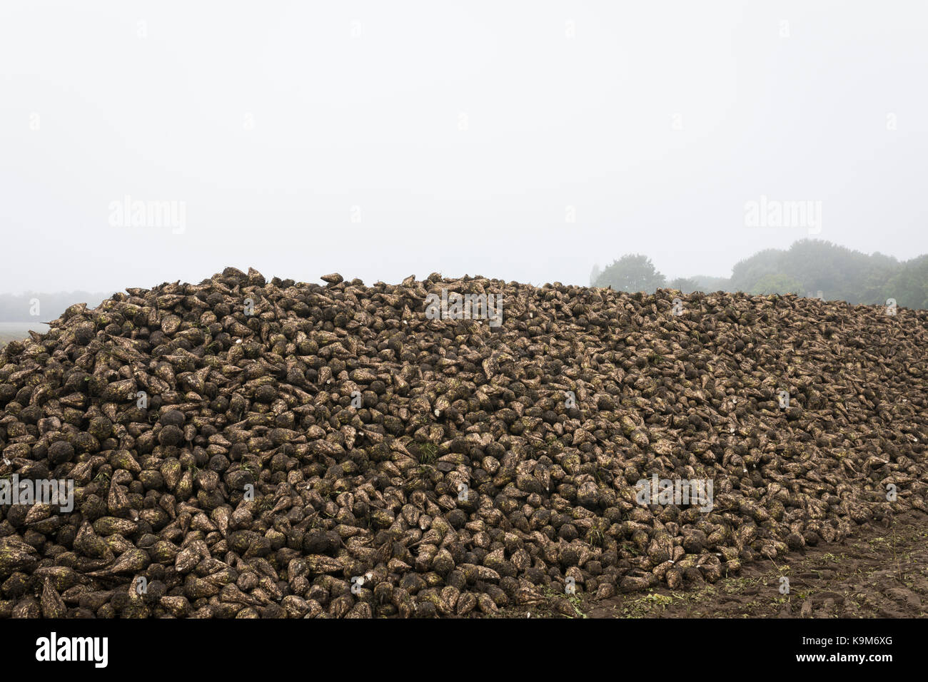 Champ avec des tas de récolte de betteraves à sucre, Pays-Bas, Europe Banque D'Images