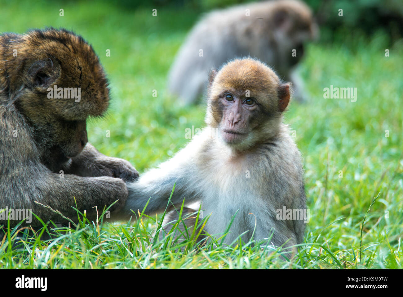 Groupe de la famille de singes avec bébé sur les mères en arrière. Banque D'Images