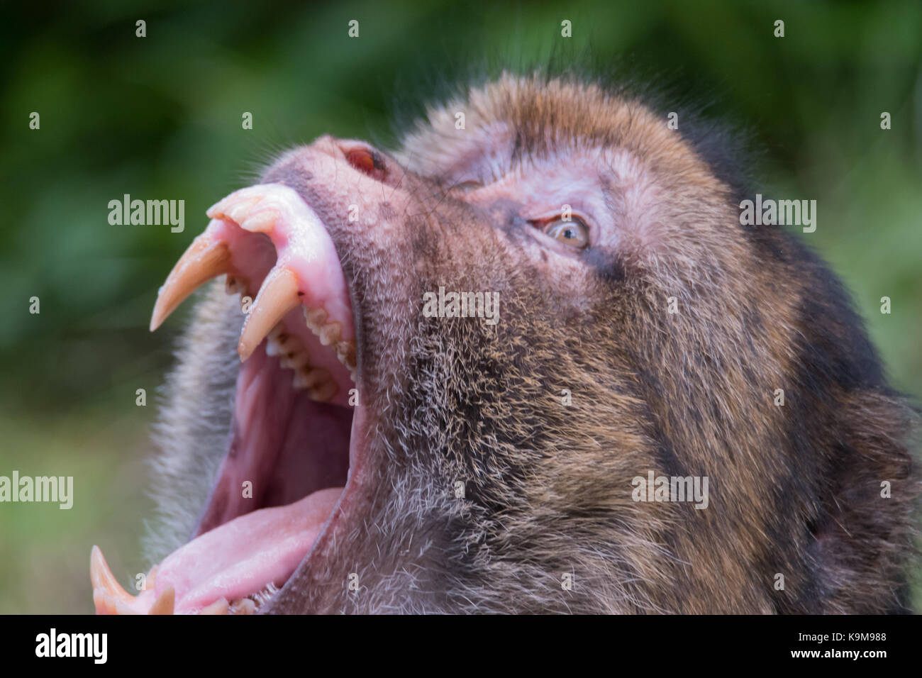 Singe macaque menaçant montrant long crocs. Banque D'Images