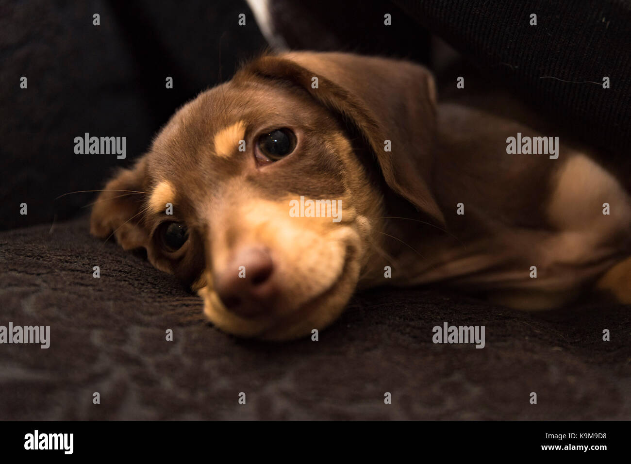 Heureux et content chiot Banque D'Images