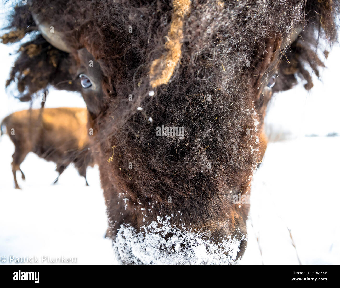 nez à nez Banque D'Images