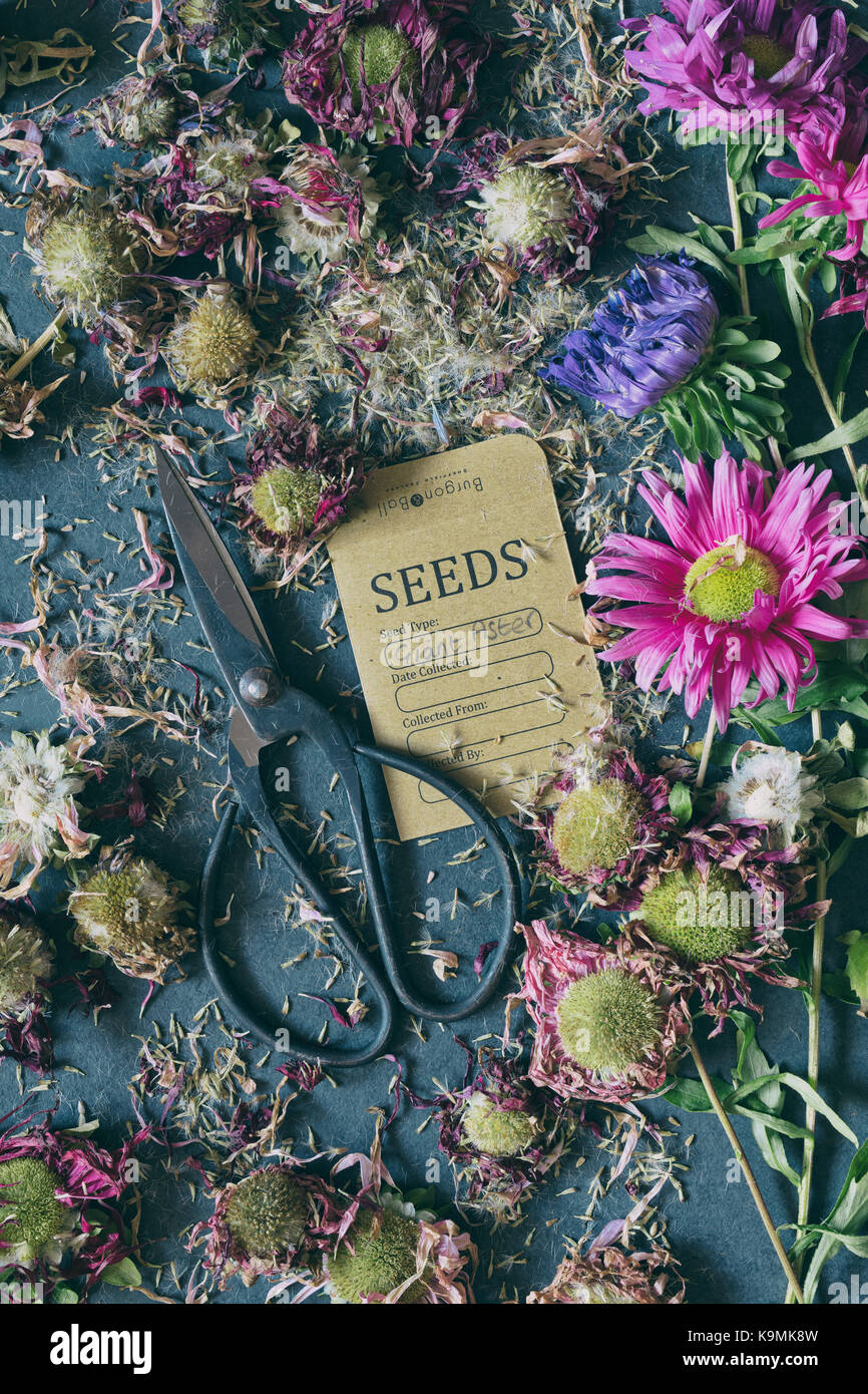 Callistephus chinensis. Seul géant Aster andrella graines mixtes, les chefs morts et les fleurs coupées avec des ciseaux fleurs et un paquet de graines sur ardoise. Pattern Banque D'Images