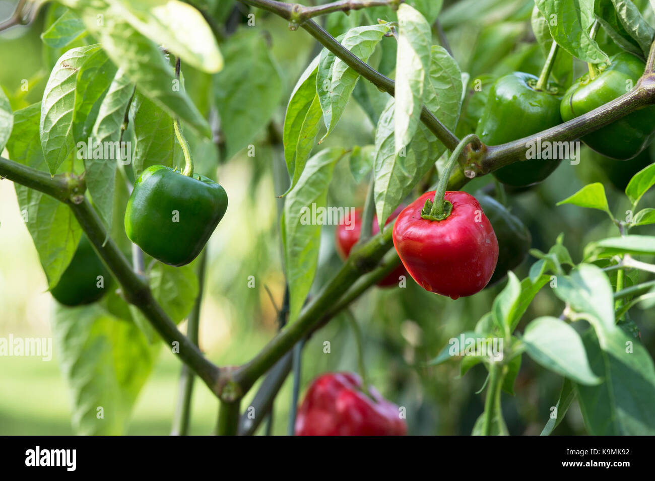 Capsicum pubescens 'la grosse pomme'. Les piments forts sur la plante. UK Banque D'Images