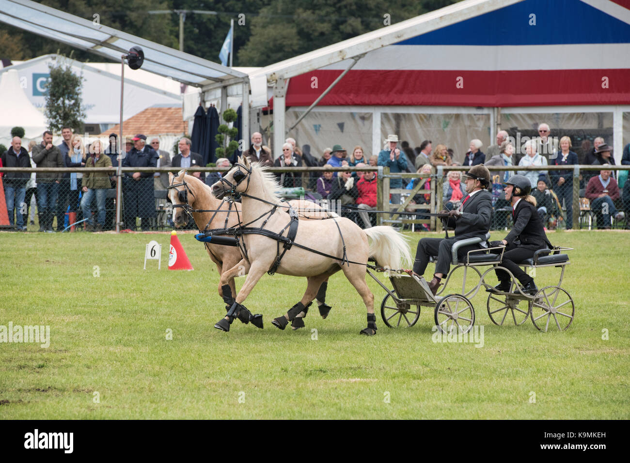 Faisceau double se précipitent au volant. Courir la conduite dans l'arène principale au Royal County of Berkshire show, Newbury. UK Banque D'Images