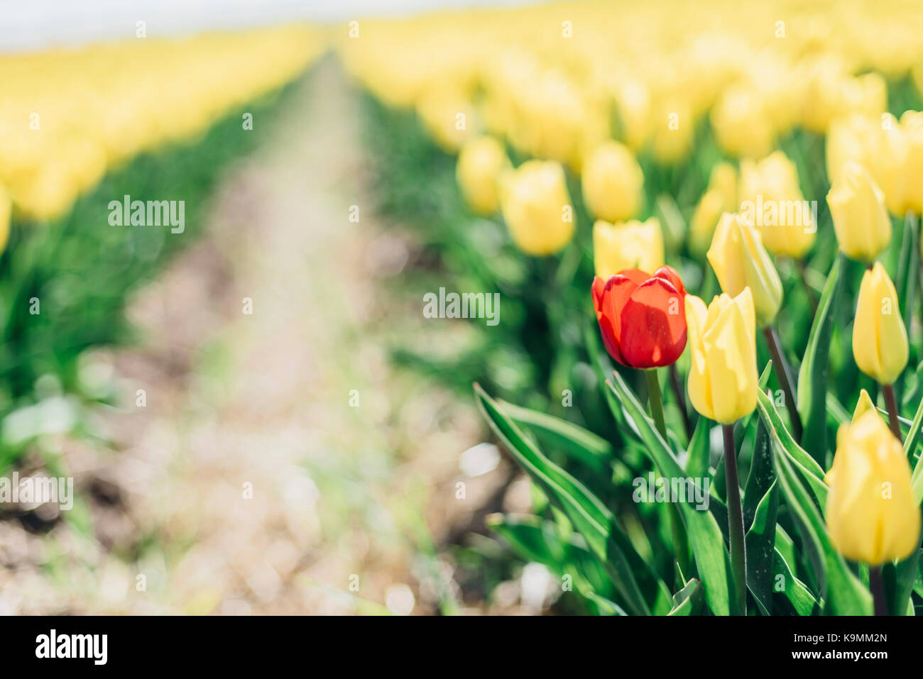 Sachsen-Anhalt, Allemagne, Tulpenfelder, Tulpen, Blumen, Magdeburger Börde, Landwirtschaft, Schwaneberg, Tulipa, Liliaceae Banque D'Images
