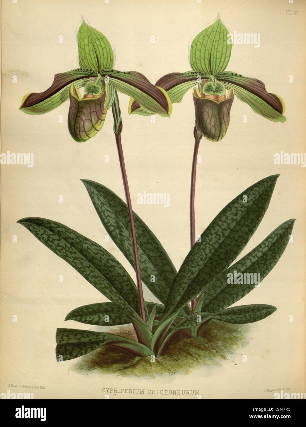 R. Warner & B. SC. Williams l'Orchid Album volume 01 (1882) 037 plaque Banque D'Images