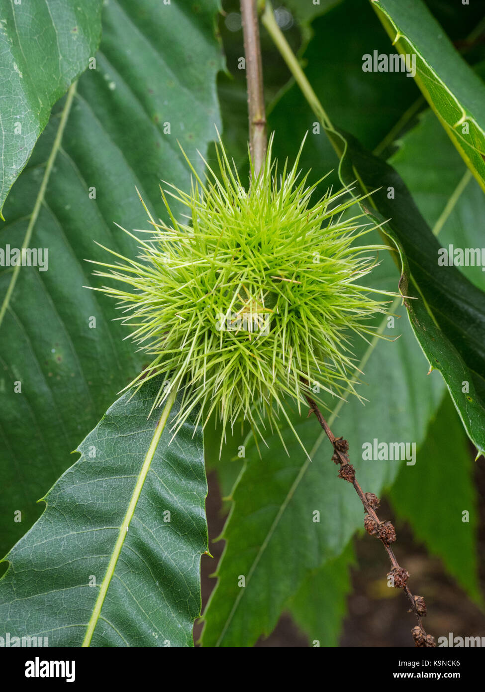 Gros plan du fruit mûr semi de Castanea sativa - châtaignier Banque D'Images