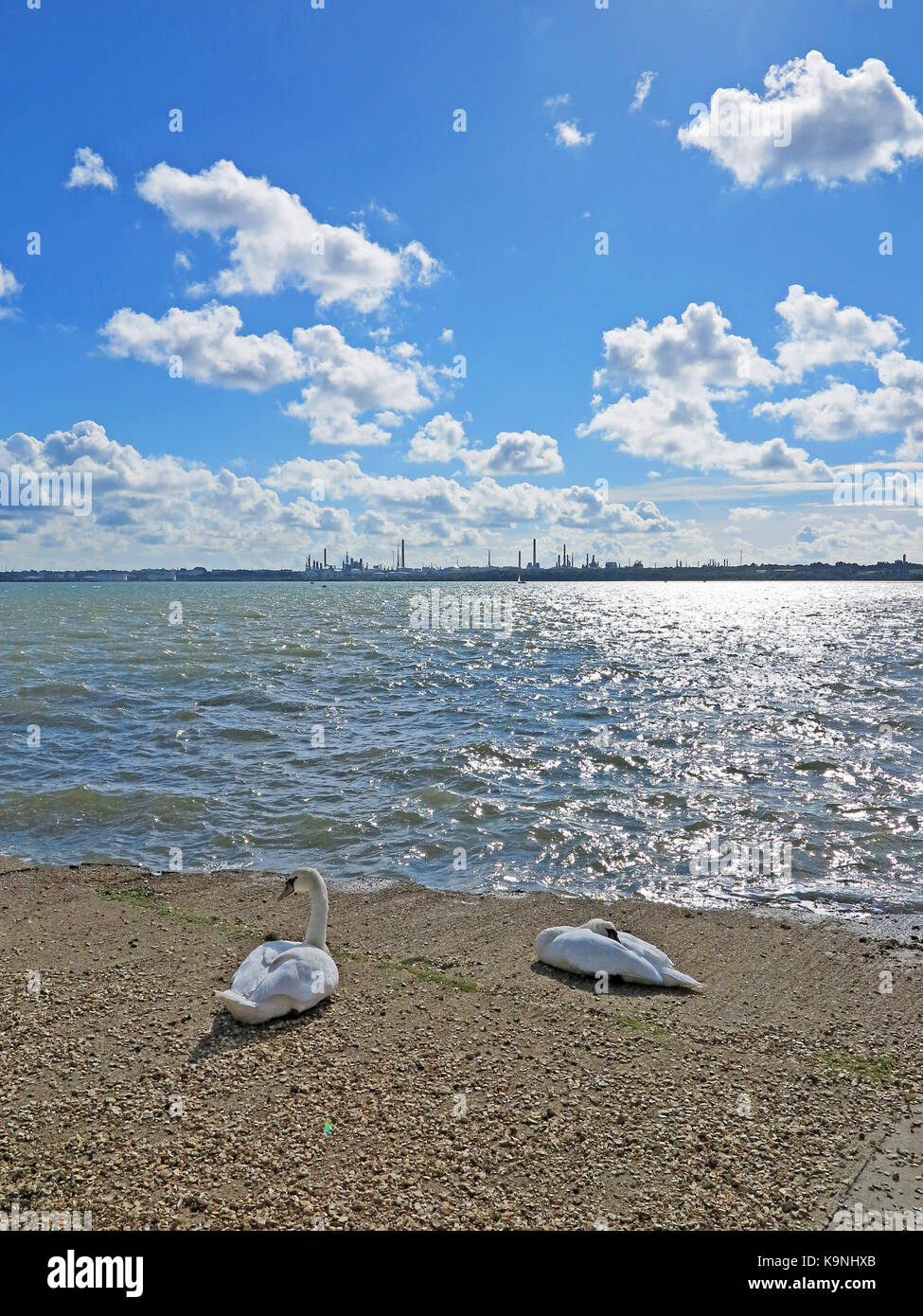 Cygnes sur plage, Netley, Hampshire, Angleterre Banque D'Images