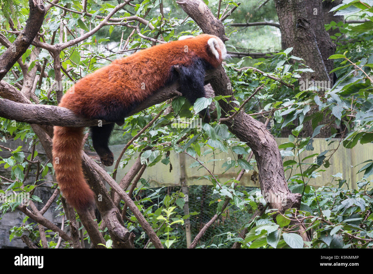Le panda rouge, le zoo de Central Park, NYC, USA Banque D'Images