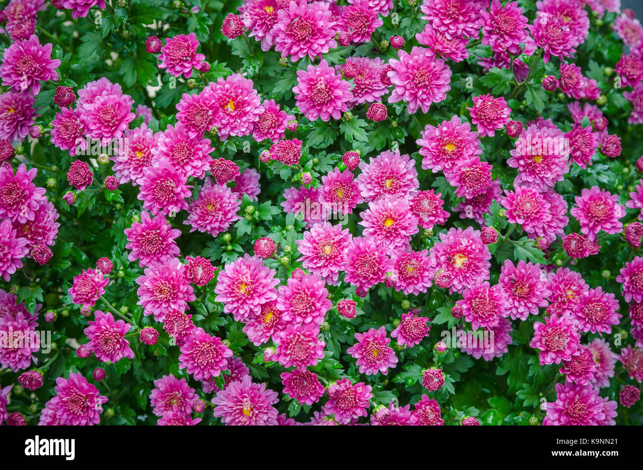 Belles fleurs chrysanthème rose bush dans le jardin Banque D'Images