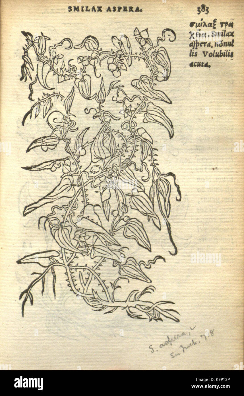 ... Dodonaei Remberti priorum trium de historia stirpium commentariorum ad viuum expressae imagine (page 383) BHL6727005 Banque D'Images