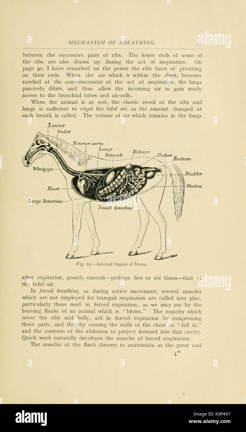 Une illustration détaillée tirée de « points of the Horse », montrant l'anatomie et les caractéristiques du cheval à la page 51. Banque D'Images
