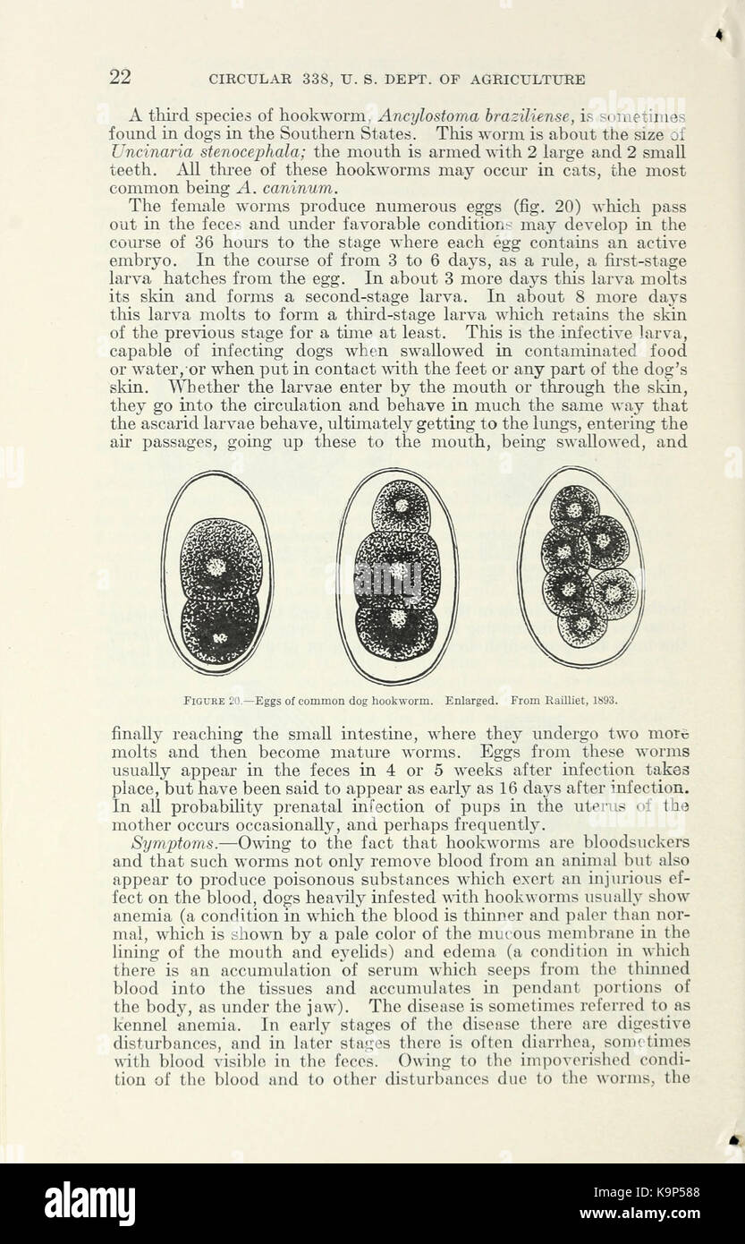 Les parasites et maladies parasitaires de chiens (page 22) BHL42156767 Banque D'Images