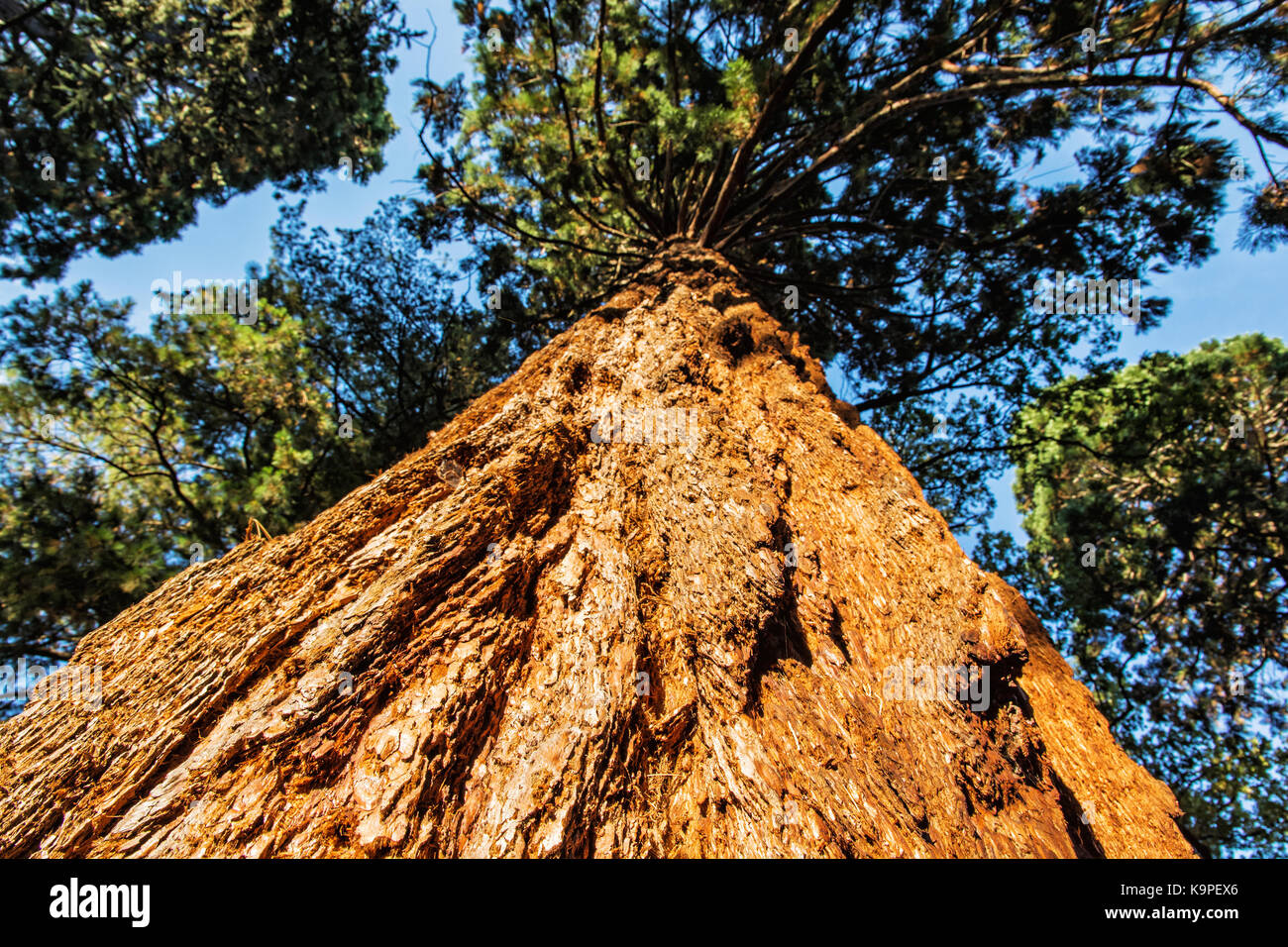Le séquoia géant (Sequoiadendron giganteum séquoia géant, sierra, bois rouge, bois rouge, Sierra ou wellingtonia) est la seule espèce vivante du genre sequ Banque D'Images