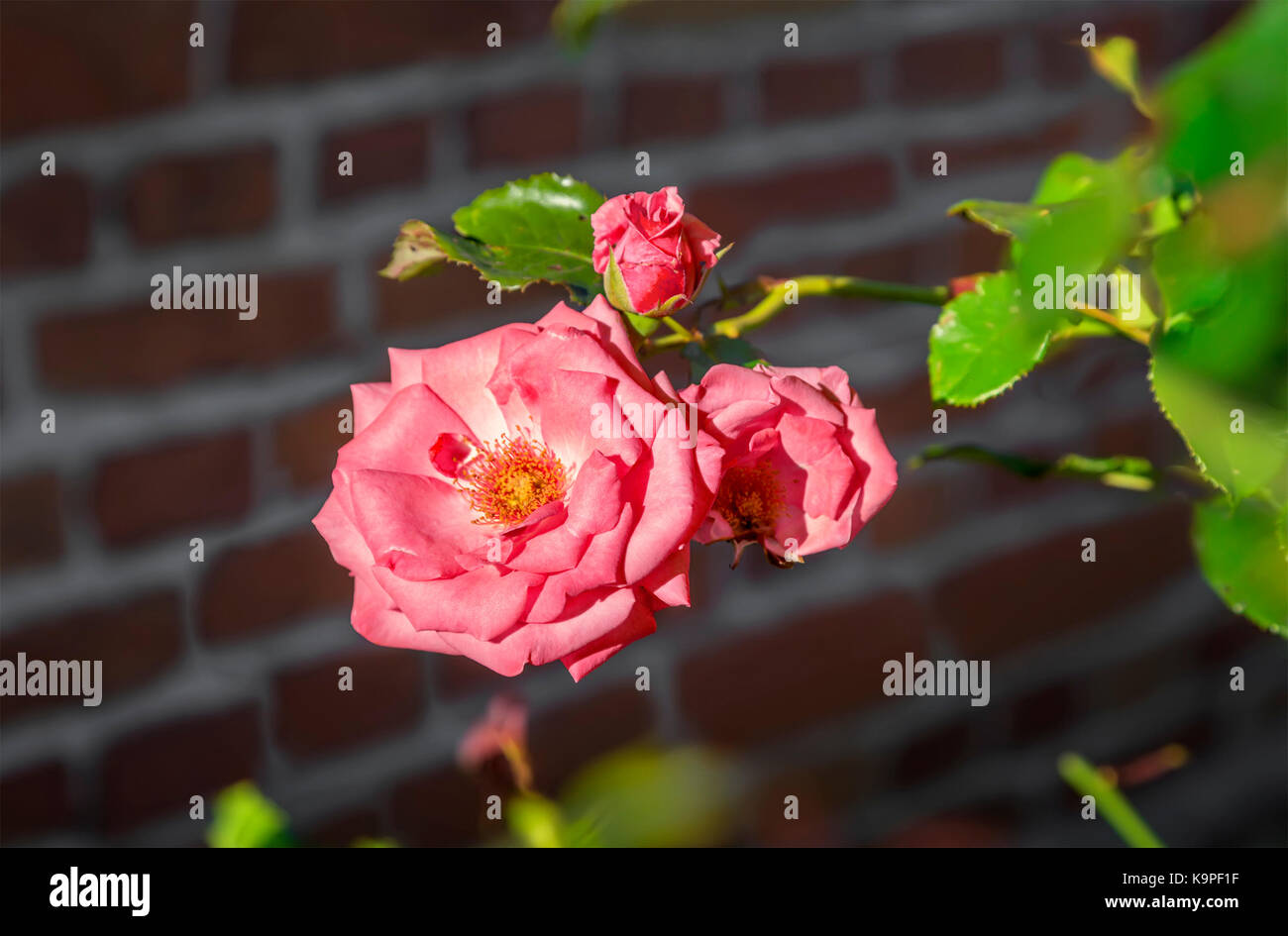 Rose rose dans un jardin. Banque D'Images