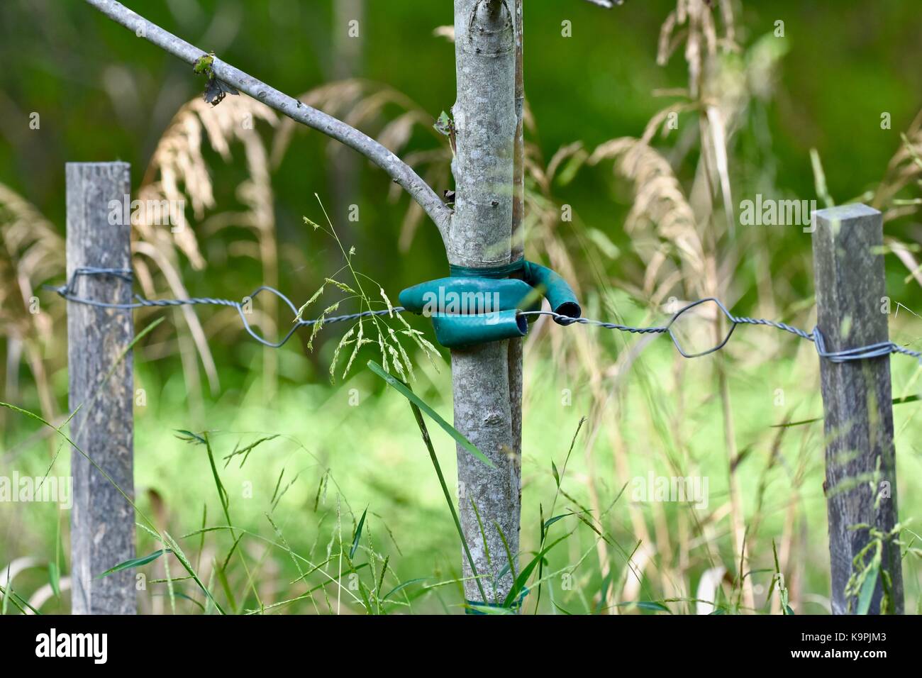 Jeune arbre d'un soutien pour la croissance de l'aide Banque D'Images