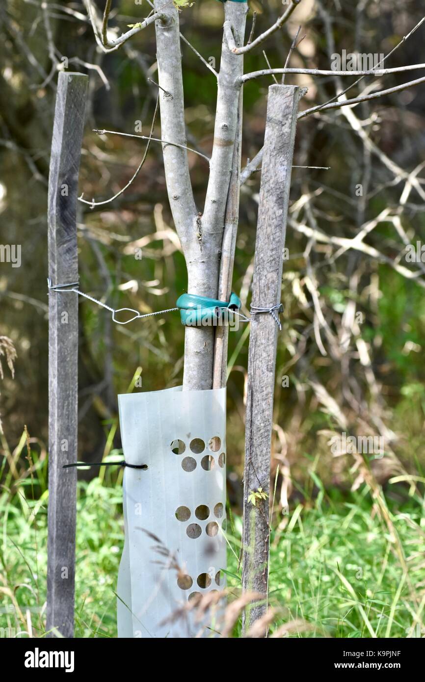 Jeune arbre d'un soutien pour la croissance de l'aide Banque D'Images