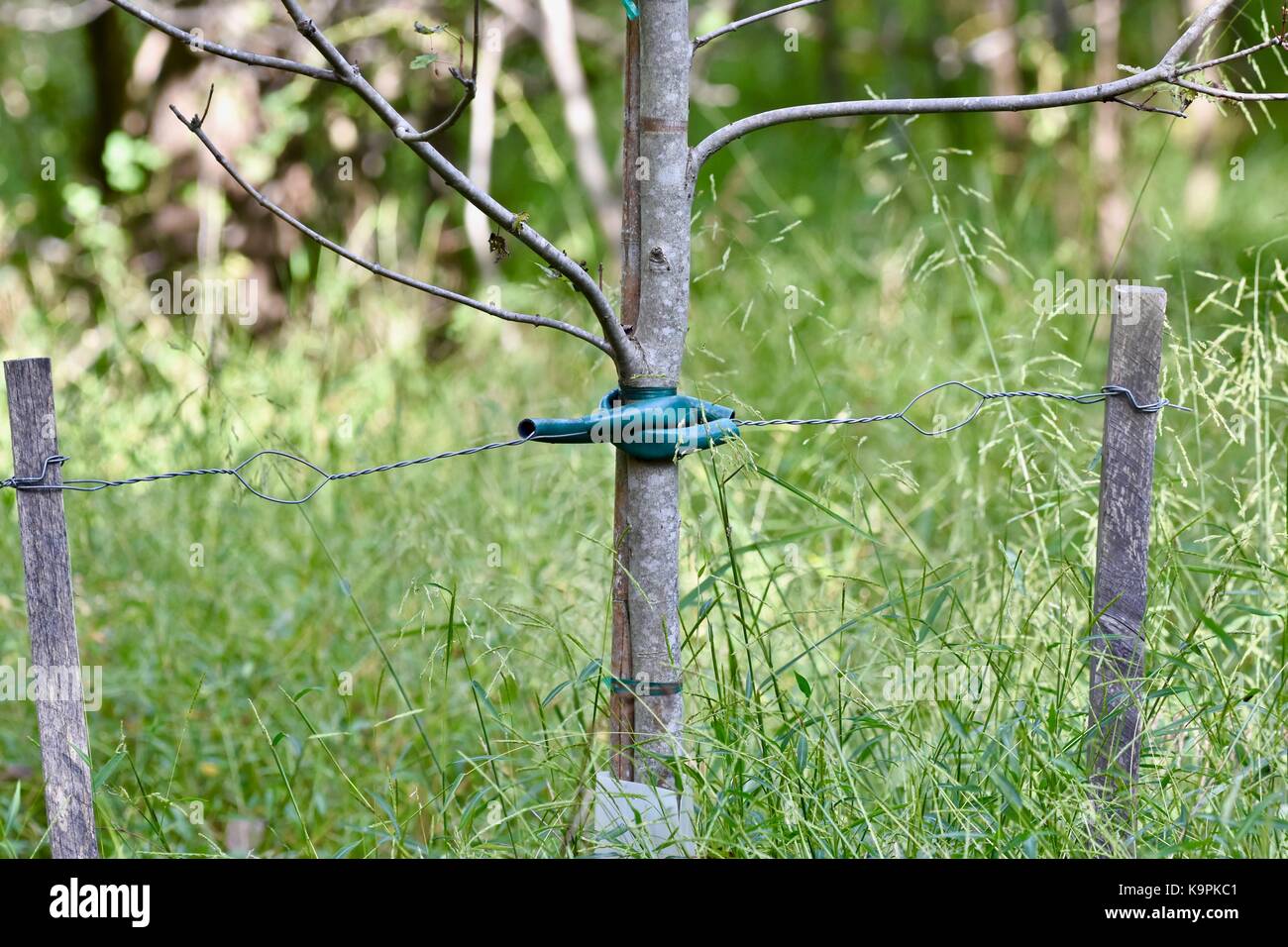 Jeune arbre d'un soutien pour la croissance de l'aide Banque D'Images
