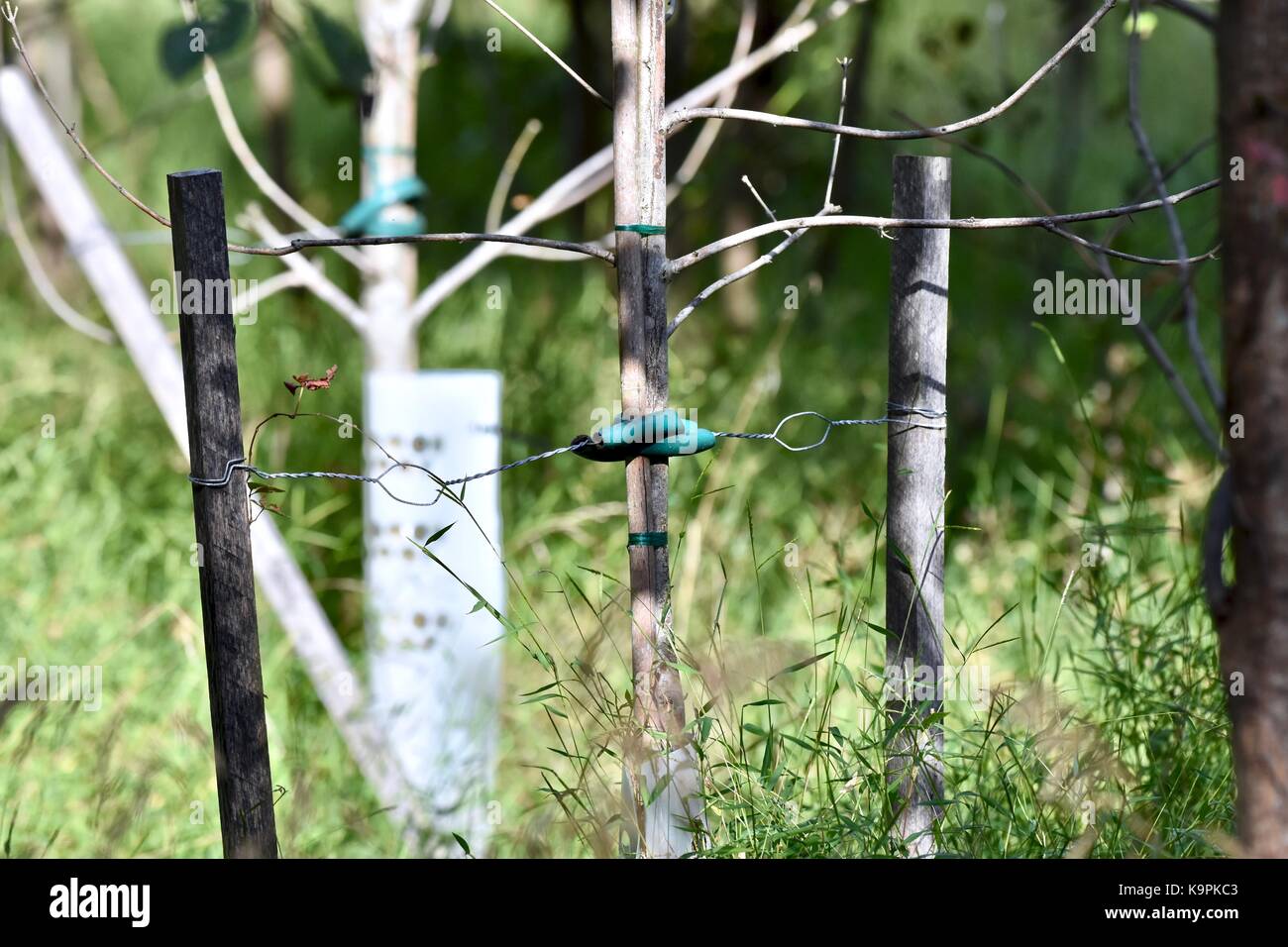 Jeune arbre d'un soutien pour la croissance de l'aide Banque D'Images