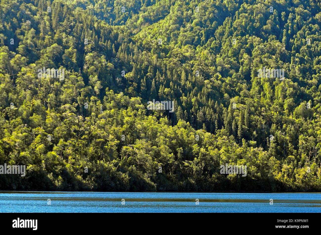 Alerce Andino National Park Banque De Photographies Et D images Haute alerce-andino-national-park-banque-de-photographies-et-d-images-haute