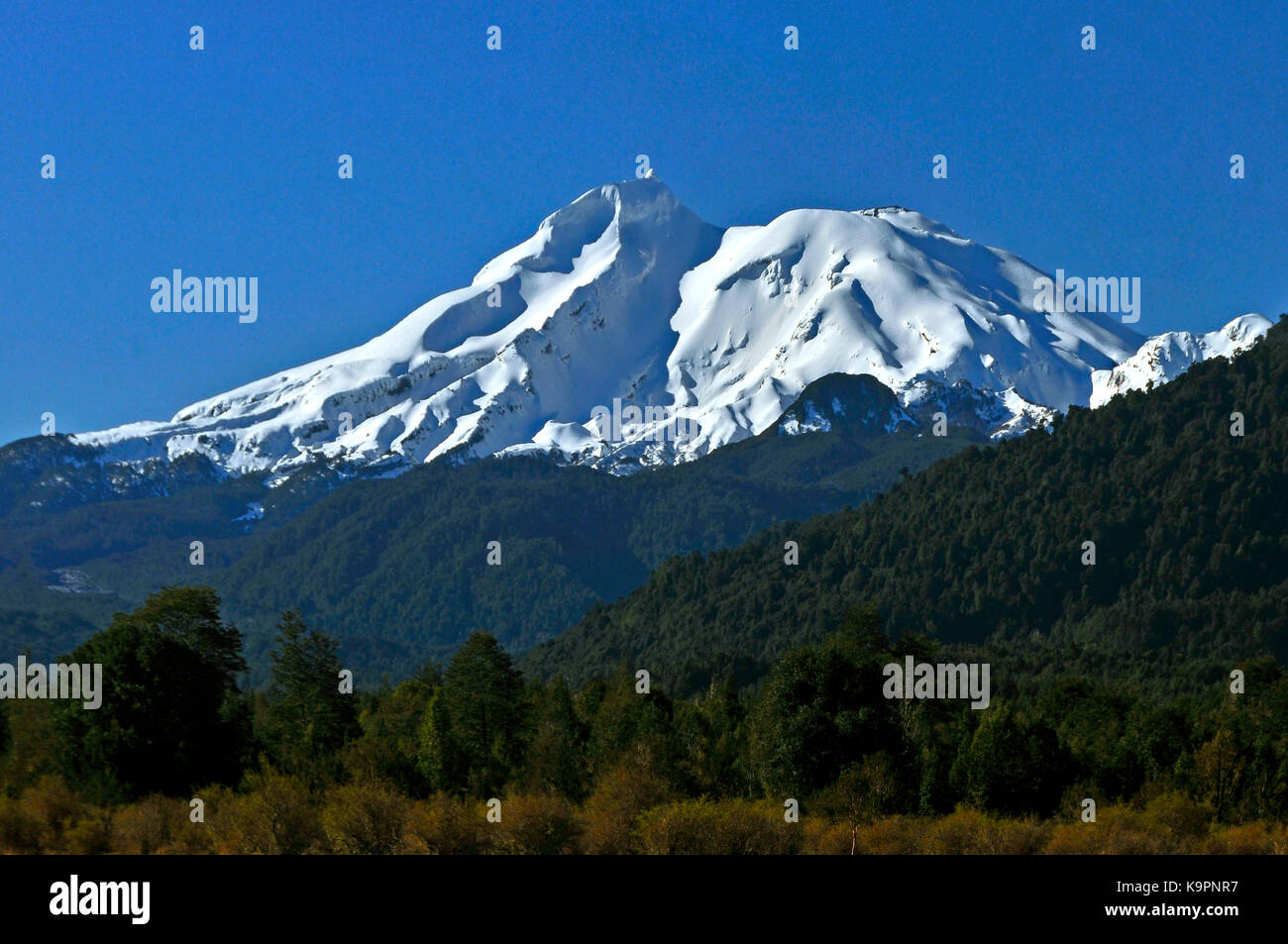 Alerce Andino National Park Banque De Photographies Et D images Haute 