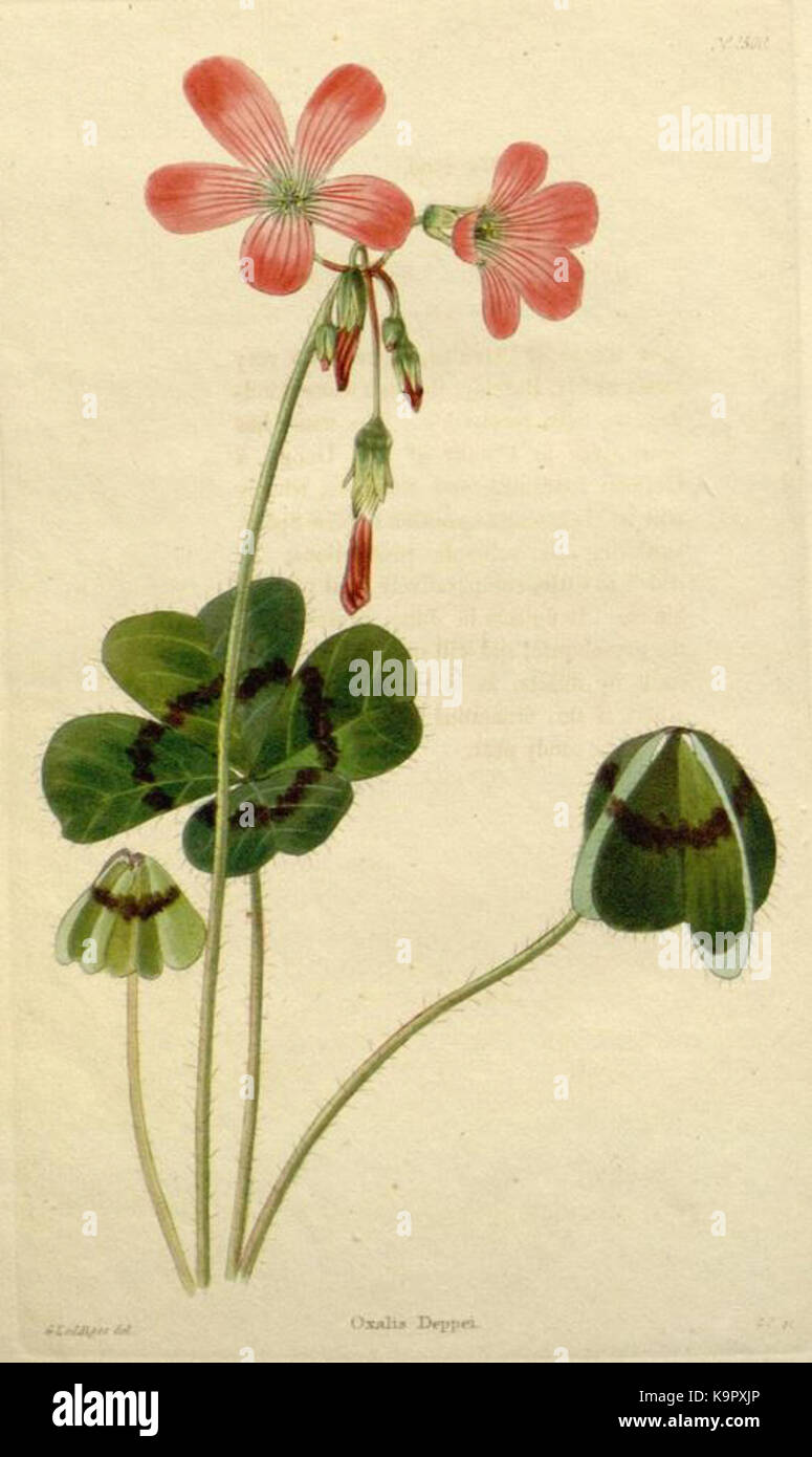 Une image botanique d'Oxalis tetraphylla, également connu sous le nom de trèfle à quatre feuilles, illustrant ses feuilles distinctives et ses caractéristiques végétales. Banque D'Images