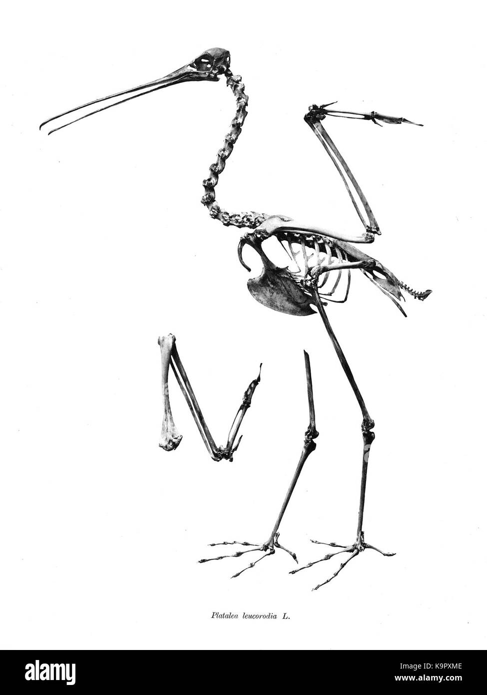 Platalea leucorodia, communément appelé bec de cuillère eurasien, est une espèce d'échassier. Cette image montre le long bec distinctif de l'oiseau et son aspect élégant, généralement trouvé dans les zones humides et les régions côtières. Banque D'Images