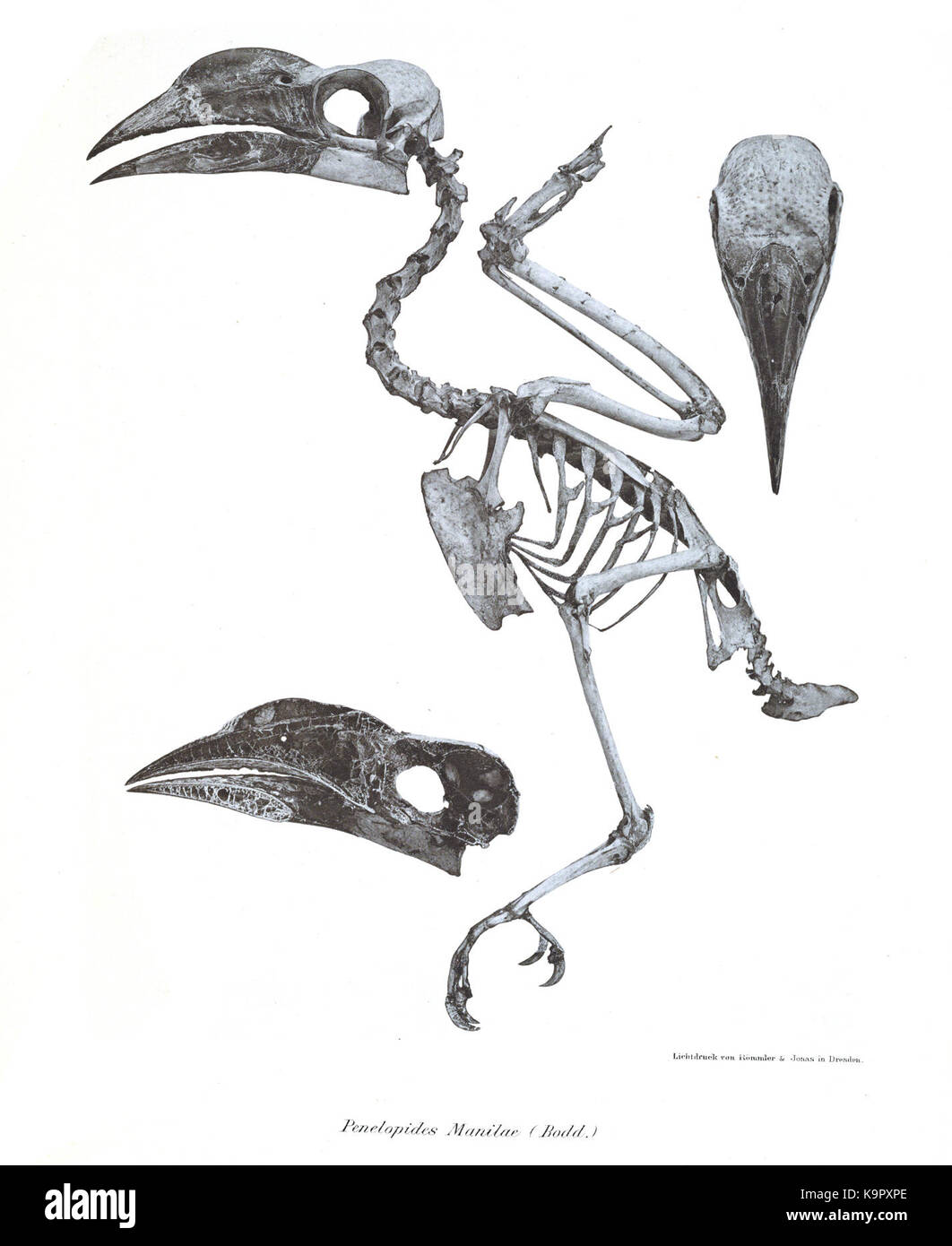 Une image de *Penelopides manilae*, une espèce d'oiseau trouvée aux Philippines. La photographie montre probablement le plumage distinct de l'oiseau et son habitat naturel dans un environnement tropical. Banque D'Images