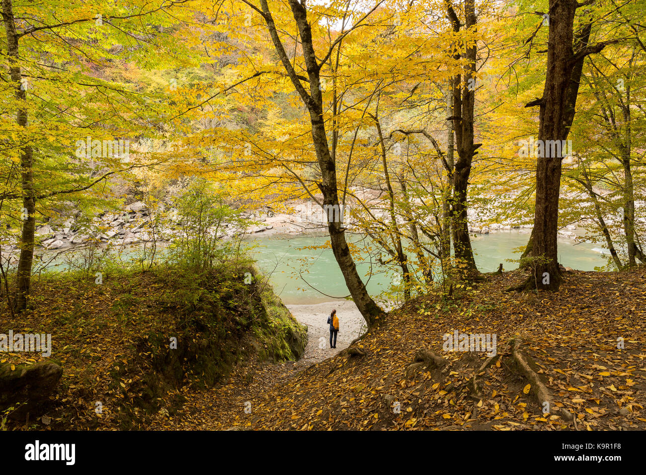 L'automne, la randonnée, la nature concept. petit et seul figure de femme vêtue de jeans bleu et noir se faire remarquer dans le paysage pittoresque de l'automne avec les feuilles jaunies sur sous les arbres Banque D'Images