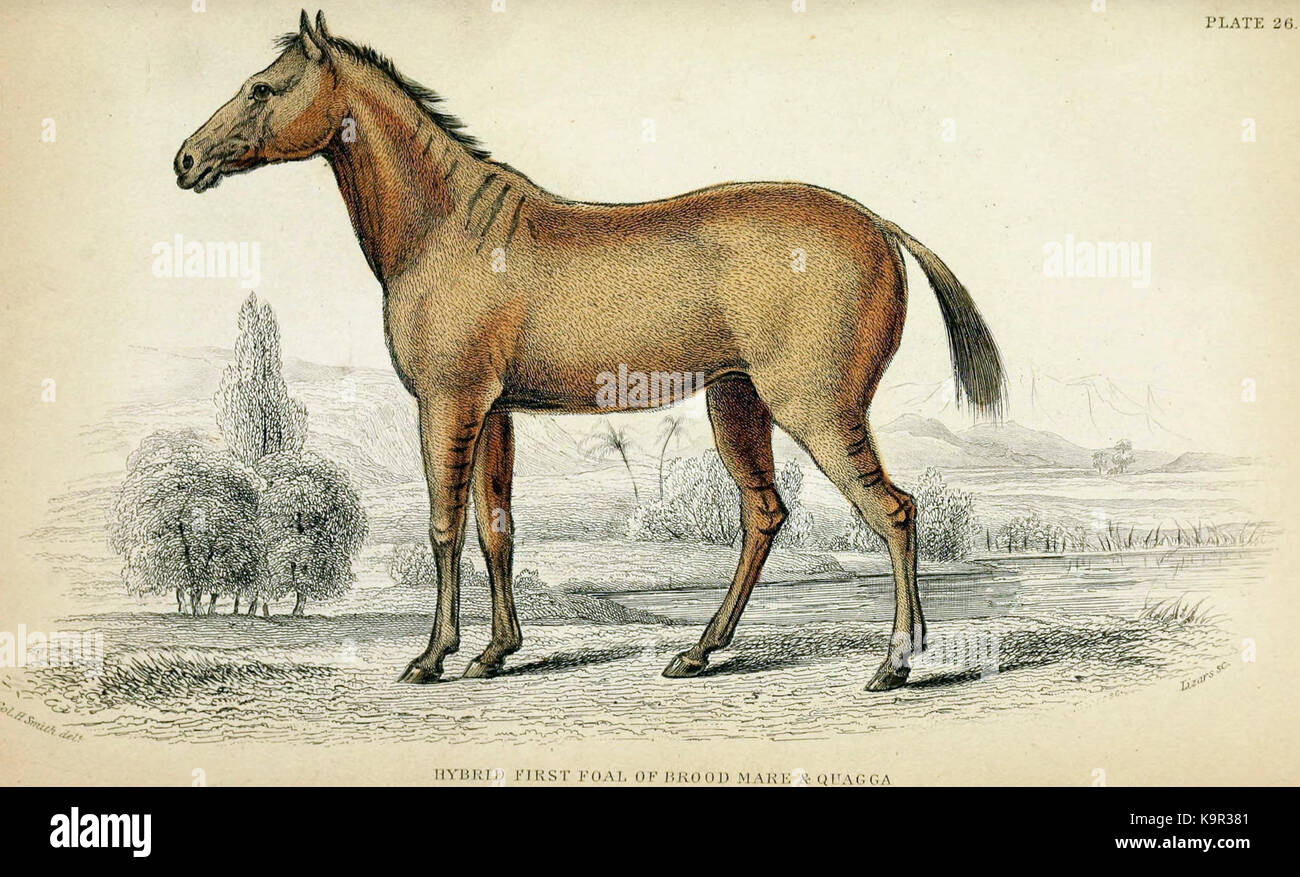 Hybride cheval Quagga Banque D'Images