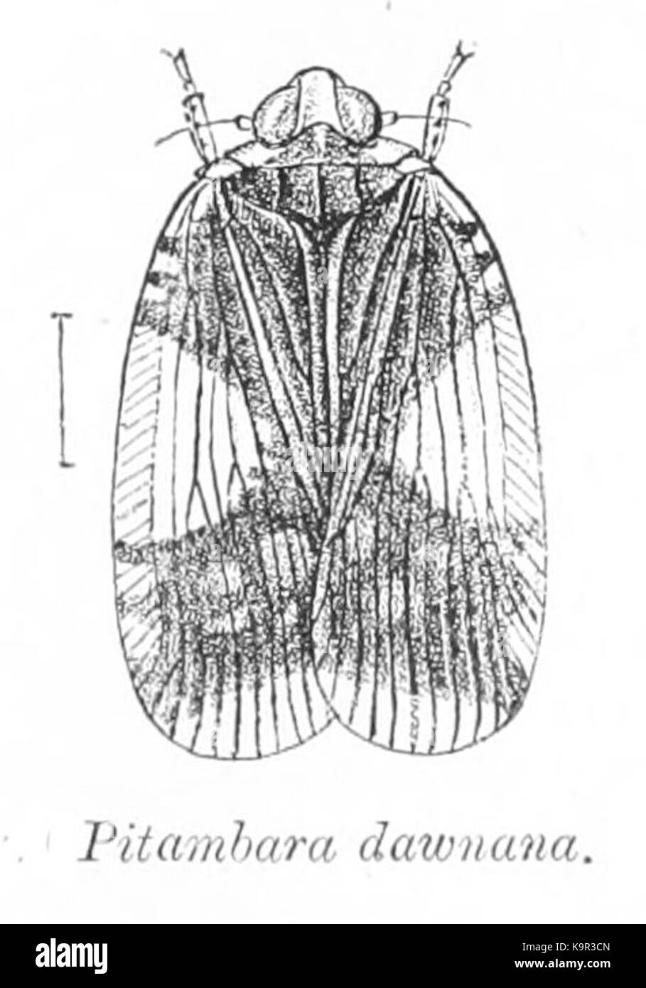 Pitambara dawnana Banque D'Images