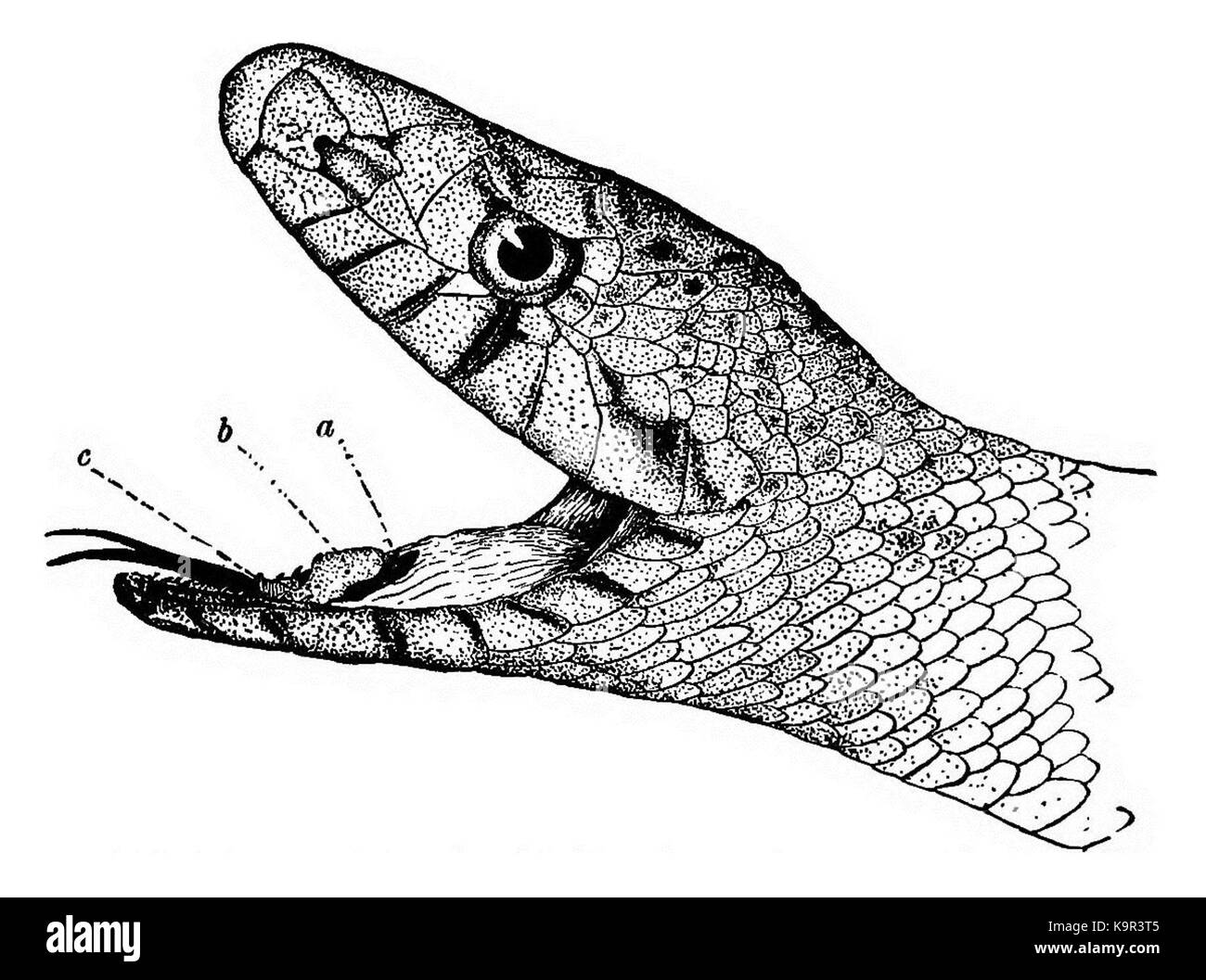 Page 214 de Pituophis bouche première leçon de zoologie (1894) Banque D'Images