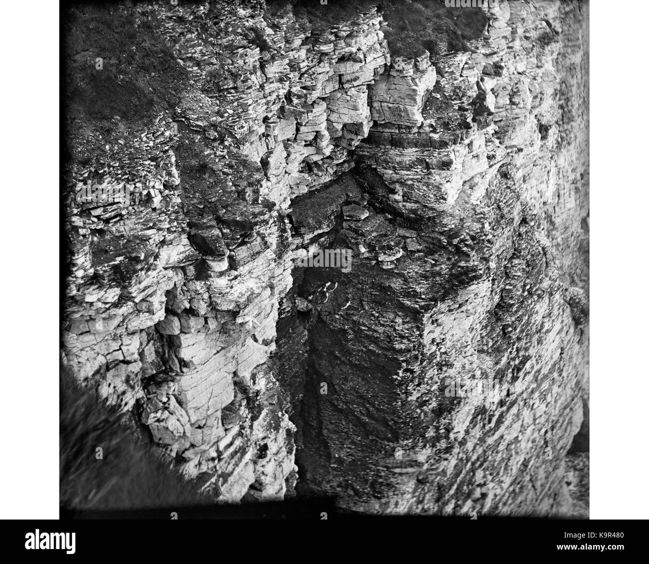 Les petits pingouins dans une caverne sur la falaise YORYM S167 Banque D'Images