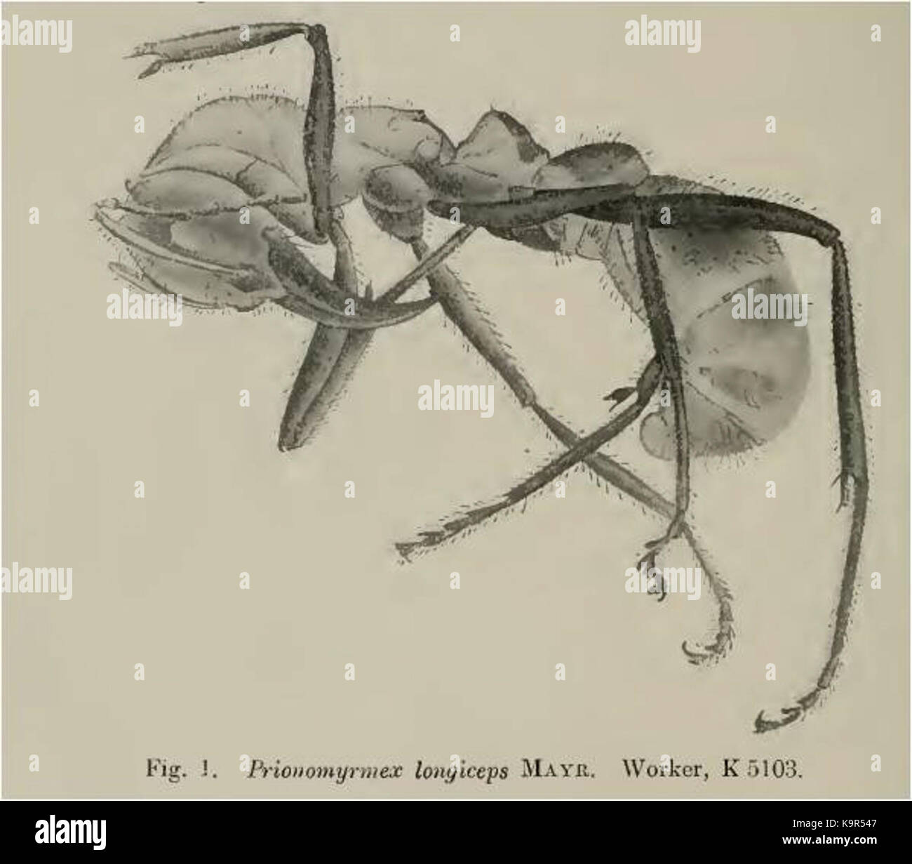 Prionomyrmex longiceps, une espèce décrite par Wheeler en 1915, fait partie de la famille des Formicidae, connue pour sa forme de tête distinctive et ses traits comportementaux uniques. Banque D'Images