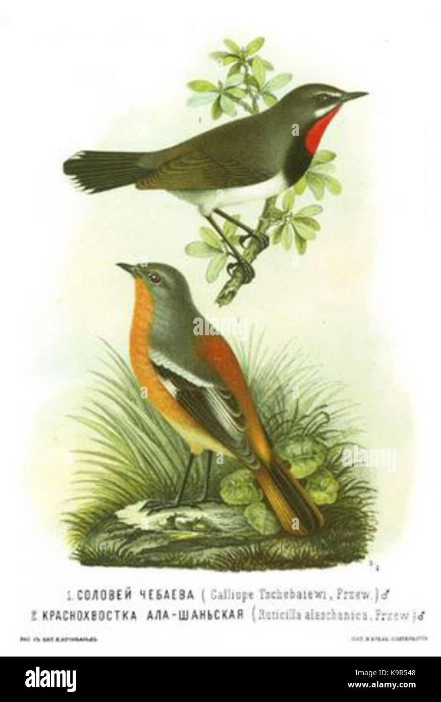 Phoenicurus alaschanicus tschebaiewi pectoralis Calliope Banque D'Images