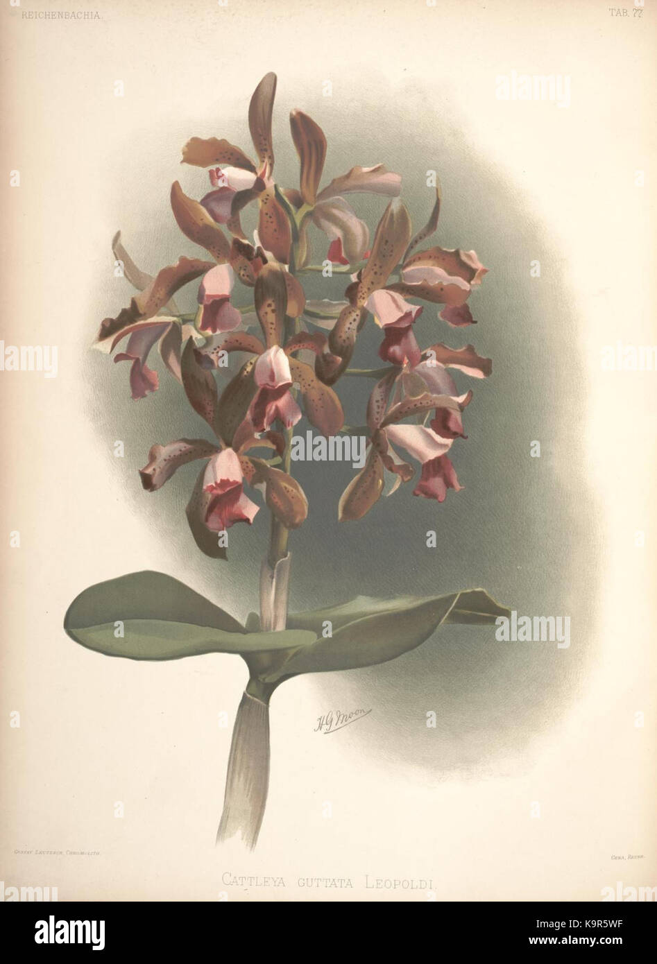 Reichenbachia est une série de publications botaniques axées sur les orchidées, avec des illustrations détaillées et des descriptions scientifiques des espèces d'orchidées. Banque D'Images