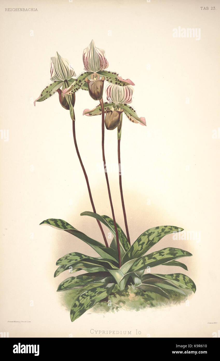 Reichenbachia (7999564428) Banque D'Images