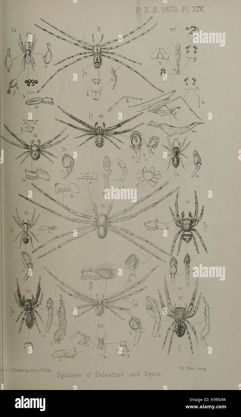 Actes de la Société zoologique de Londres (9465095145) Banque D'Images