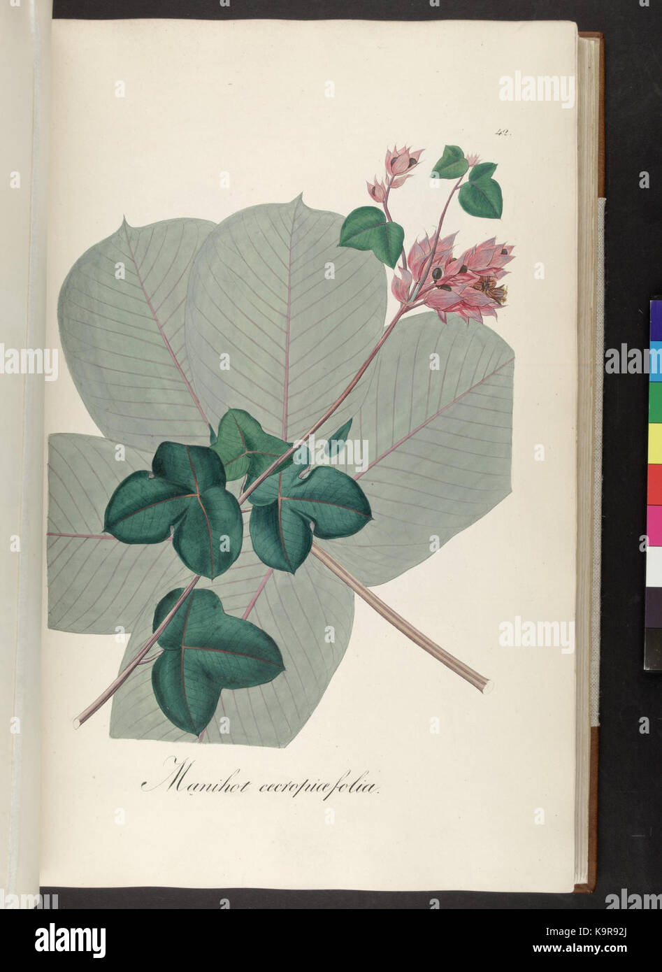 Icones et descriptiones Plantarum Brasiliae hactenus ineditae (plaque 42) (6937583366) Banque D'Images