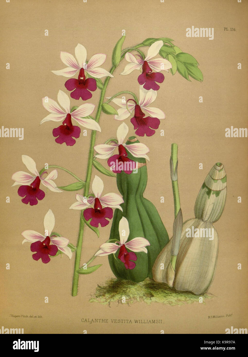 L'album Orchid, volume 3, planche 134, publié en 1884 par R. Warner et B.S. Williams, présente une illustration botanique détaillée d'une espèce d'orchidée. Il fournit un aperçu de l'apparence et de la classification de l'espèce. Banque D'Images