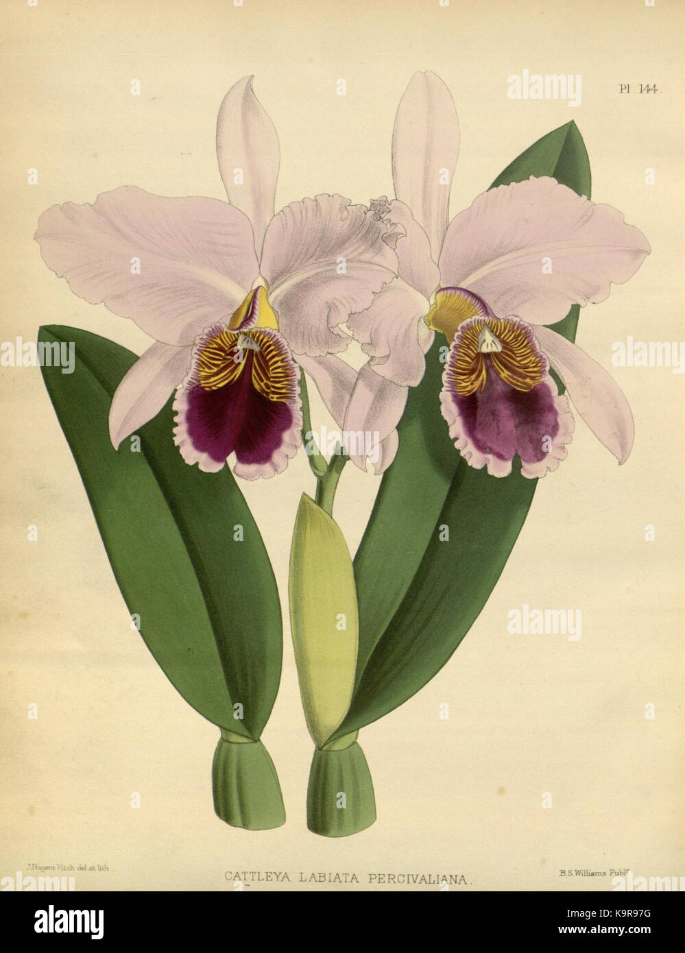 R. Warner & B. SC. Williams l'Orchid Album volume 03 (1884) 144 plaque Banque D'Images