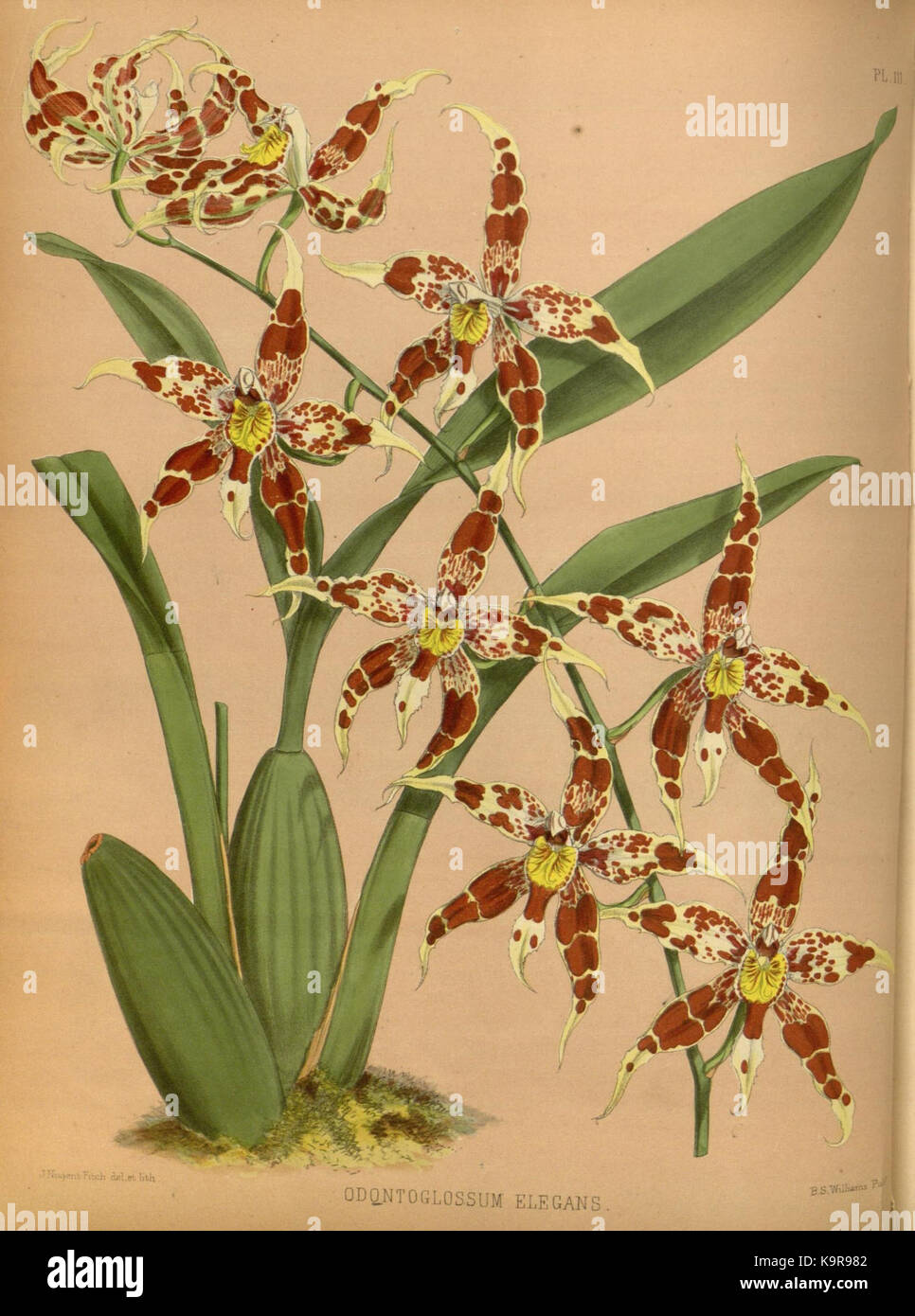 R. Warner & B. SC. Williams l'Orchid Album volume 03 (1884) 111 plaque Banque D'Images